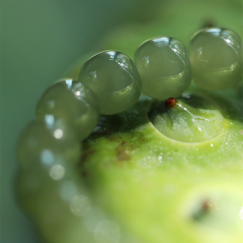 Jade Lotus Armband Fülle grüne Perlen Wassertropfen Makro Nahaufnahme